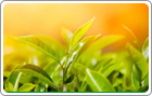 茶葉小知識(shí)之保質(zhì)期